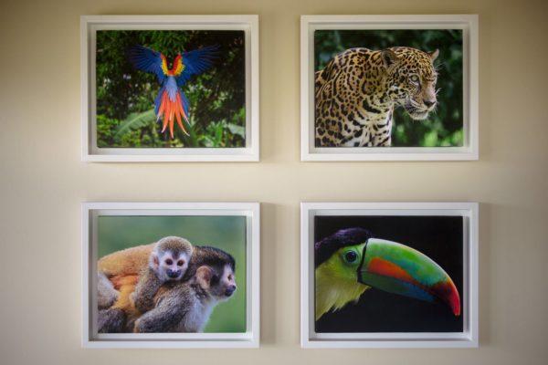 Photos of wildlife for nature-inspired interior design