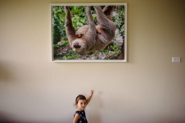 Photo of a sloth with my little helper
