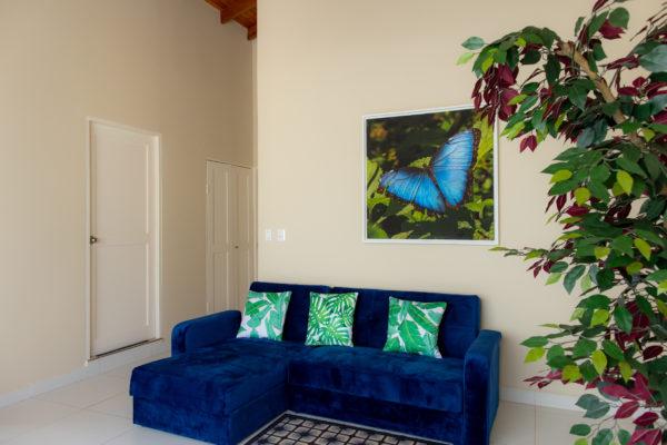 Photo of a blue morpho butterfly on the wall